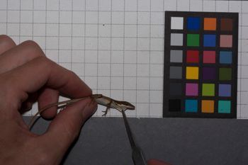 Media type: image;   Herpetology R-186860